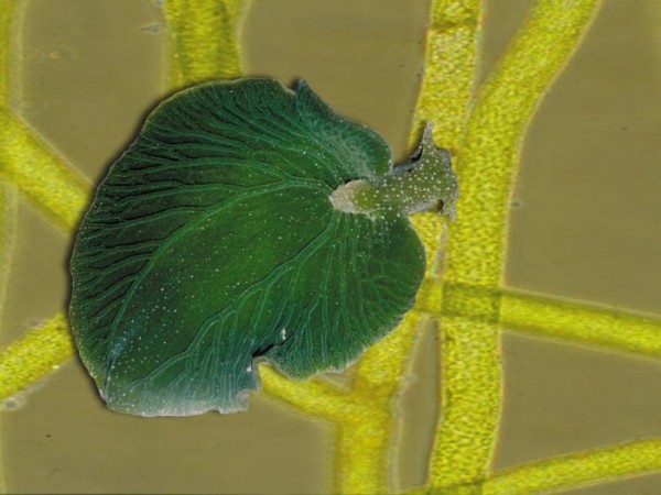 Элизия: Животное, которое превращается в овощ Элизия: Животное, которое превращается в овощ