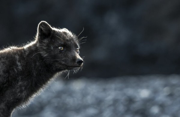 28 снимков из Исландии от влюбленного в нее фотографа 28 снимков из Исландии от влюбленного в нее фотографа