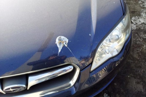 Каким образом птичий помет вредит кузову автомобиля и как его можно легко убрать Каким образом птичий помет вредит кузову автомобиля и как его можно легко убрать