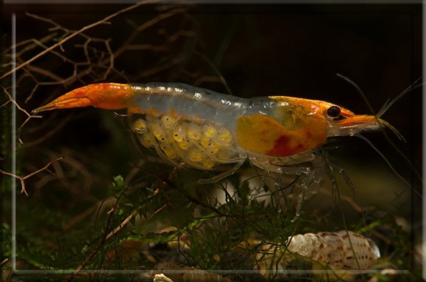 Где находится сердце у креветки, сколько выпивает корова в день и др неожиданные факты животных Где находится сердце у креветки, сколько выпивает корова в день и др неожиданные факты животных