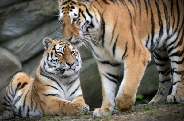 5 самых нелепых законов штата Нью-Йорк 5 самых нелепых законов штата Нью-Йорк