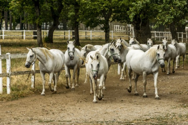 Достопримечательности Словении: Топ-21 Достопримечательности Словении: Топ-21
