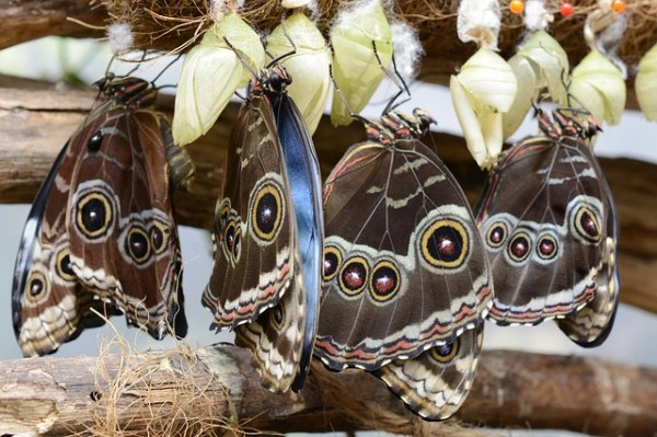 Достопримечательности Сингапура: Топ-30 Достопримечательности Сингапура: Топ-30