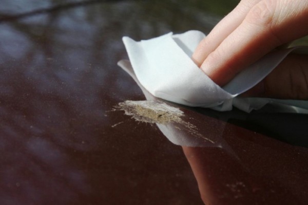 Каким образом птичий помет вредит кузову автомобиля и как его можно легко убрать Каким образом птичий помет вредит кузову автомобиля и как его можно легко убрать