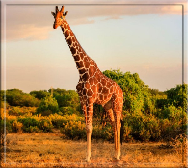 Где находится сердце у креветки, сколько выпивает корова в день и др неожиданные факты животных Где находится сердце у креветки, сколько выпивает корова в день и др неожиданные факты животных