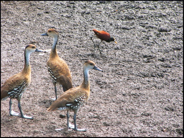 Достопримечательности Ямайки: Топ-24 Достопримечательности Ямайки: Топ-24
