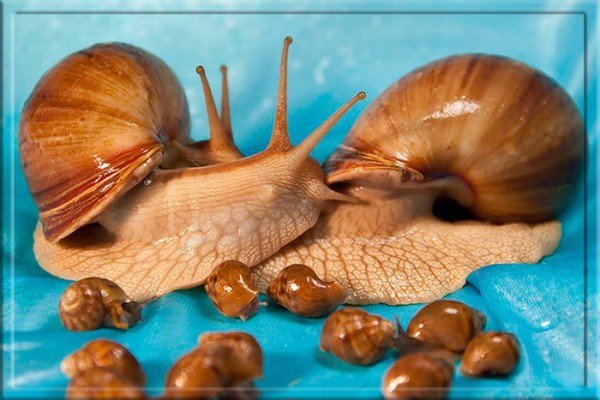 Где находится сердце у креветки, сколько выпивает корова в день и др неожиданные факты животных Где находится сердце у креветки, сколько выпивает корова в день и др неожиданные факты животных