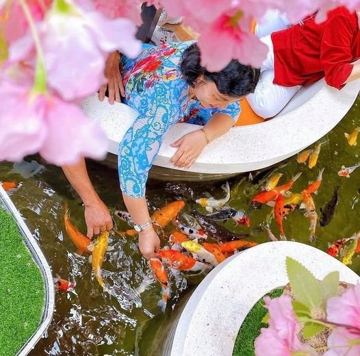 Как выглядят кафе с золотыми рыбками в Хошимине Как выглядят кафе с золотыми рыбками в Хошимине