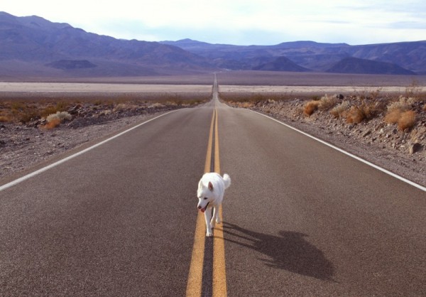 Путешествия Джона и его хаски Вольфа Путешествия Джона и его хаски Вольфа