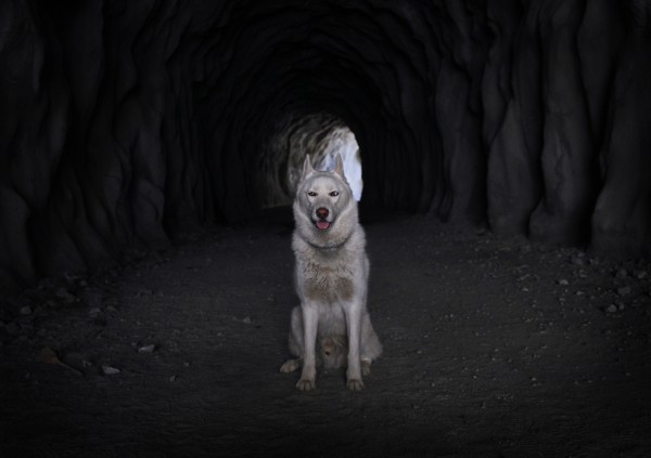 Путешествия Джона и его хаски Вольфа Путешествия Джона и его хаски Вольфа