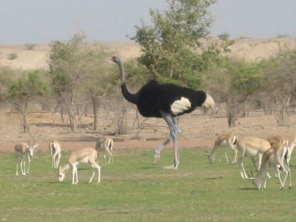 Лучшие достопримечательности Абу-Даби (ФОТО) Лучшие достопримечательности Абу-Даби (ФОТО)