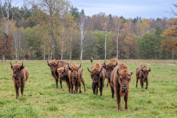 Куда поехать на машине в Подмосковье: маршруты на любой вкус Куда поехать на машине в Подмосковье: маршруты на любой вкус